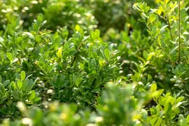 Ilex crenata 'Dark Green'® (Japanse hulst 'Dark Green') - afbeelding 13