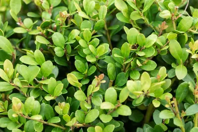 Ilex crenata 'Dark Green'® (Japanse hulst 'Dark Green') - afbeelding 14