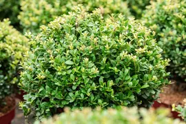 Ilex crenata 'Dark Green'® (Japanse hulst 'Dark Green') - afbeelding 15