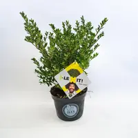 Ilex crenata 'Dark Green'® (Japanse hulst 'Dark Green') - afbeelding 1