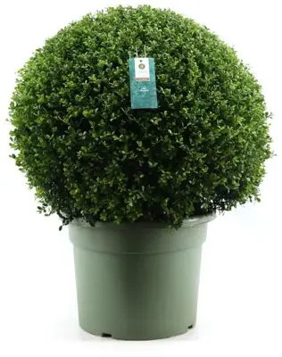 Ilex crenata 'Glory Gem' (Japanse hulst) 75cm - afbeelding 1