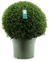 Ilex crenata 'Glory Gem' (Japanse hulst) 75cm - afbeelding 1