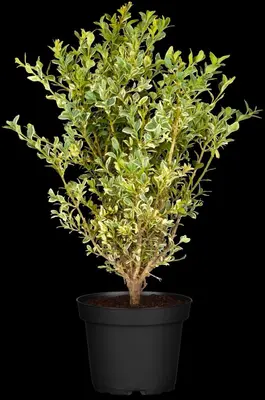 Ilex crenata (Japanse hulst) - afbeelding 5