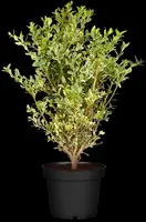 Ilex crenata (Japanse hulst) - afbeelding 5