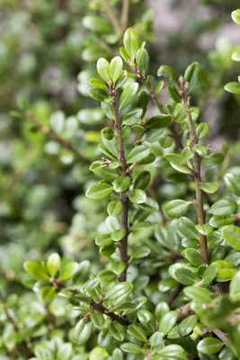 Ilex crenata (Japanse hulst) - afbeelding 6