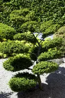 Ilex crenata (Japanse hulst) - afbeelding 4