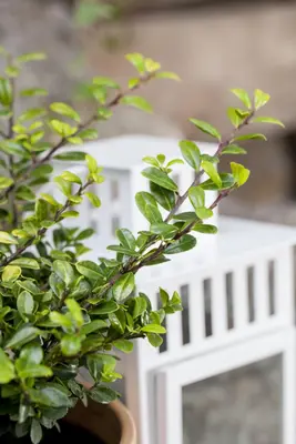 Ilex crenata (Japanse hulst) - afbeelding 10