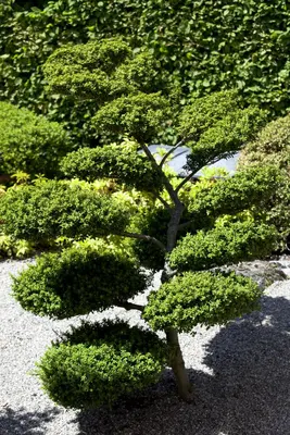 Ilex crenata (Japanse hulst) - afbeelding 4