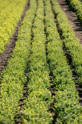 Ilex crenata (Japanse hulst) - afbeelding 25