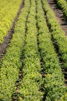 Ilex crenata (Japanse hulst) - afbeelding 25