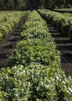 Ilex crenata (Japanse hulst) - afbeelding 17