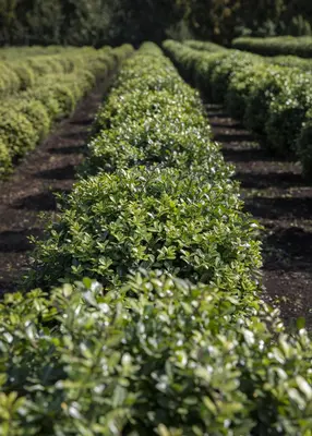 Ilex crenata (Japanse hulst) - afbeelding 17