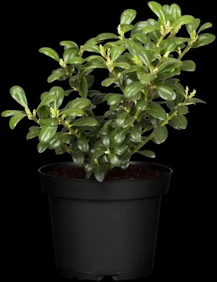 Ilex crenata (Japanse hulst) - afbeelding 12
