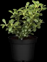 Ilex crenata (Japanse hulst) - afbeelding 12
