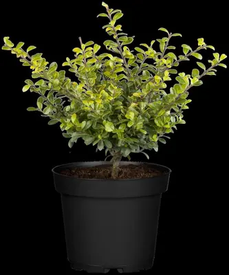 Ilex crenata (Japanse hulst) - afbeelding 13