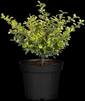 Ilex crenata (Japanse hulst) - afbeelding 13
