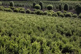 Ilex crenata (Japanse hulst) - afbeelding 16