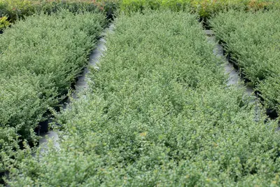 Ilex crenata (Japanse hulst) - afbeelding 22