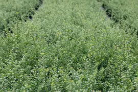 Ilex crenata (Japanse hulst) - afbeelding 23