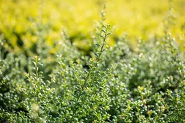Ilex crenata (Japanse hulst) - afbeelding 24