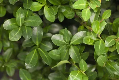 Ilex crenata (Japanse hulst) - afbeelding 2