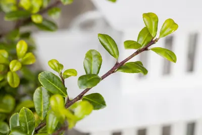 Ilex crenata (Japanse hulst) - afbeelding 9