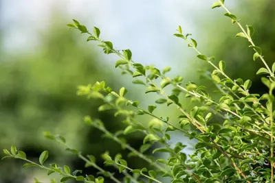 Ilex crenata (Japanse hulst) - afbeelding 14
