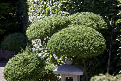Ilex crenata (Japanse hulst) - afbeelding 3