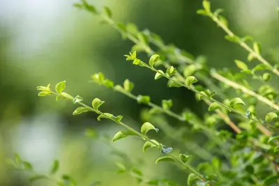 Ilex crenata (Japanse hulst) - afbeelding 15