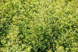 Ilex crenata (Japanse hulst) - afbeelding 26