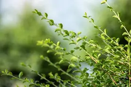 Ilex crenata (Japanse hulst) - afbeelding 14