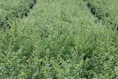Ilex crenata (Japanse hulst) - afbeelding 23