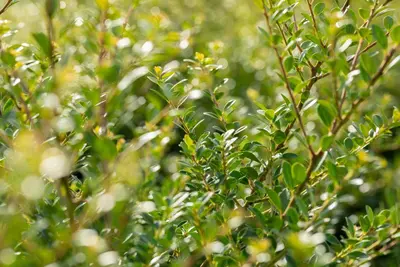 Ilex crenata (Japanse hulst) - afbeelding 20