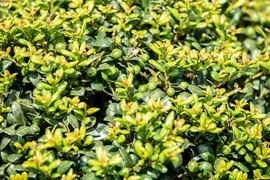 Ilex crenata (Japanse hulst) - afbeelding 21