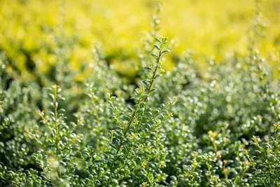 Ilex crenata (Japanse hulst) - afbeelding 24