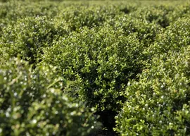 Ilex crenata (Japanse hulst) - afbeelding 18