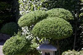 Ilex crenata 'Jenny' 75cm - afbeelding 4
