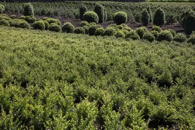 Ilex crenata 'Jenny' 75cm - afbeelding 17