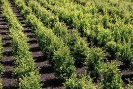 Ilex crenata 'Jenny' 75cm - afbeelding 20
