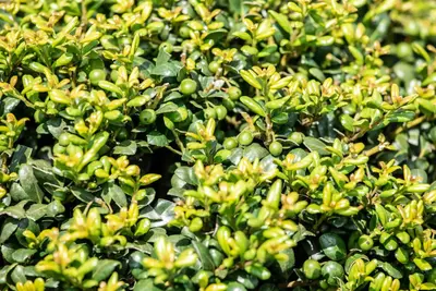 Ilex crenata 'Jenny' 75cm - afbeelding 22