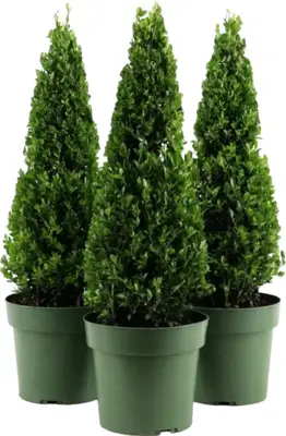 Ilex crenata 'Jenny' 75cm - afbeelding 1