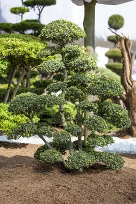 Ilex crenata 'Jenny' 75cm - afbeelding 2