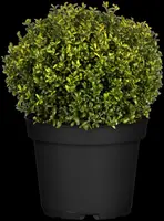 Ilex crenata 'Jenny' 75cm - afbeelding 8