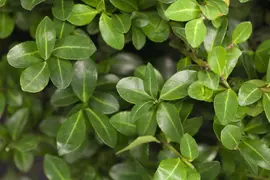 Ilex crenata 'Jenny' (Japanse hulst) 50cm - afbeelding 3