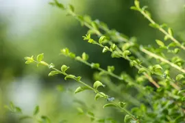 Ilex crenata 'Jenny' (Japanse hulst) 50cm - afbeelding 16