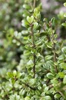 Ilex crenata 'Jenny' (Japanse hulst) 50cm - afbeelding 7
