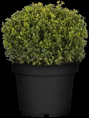 Ilex crenata 'Jenny' (Japanse hulst) 50cm - afbeelding 9