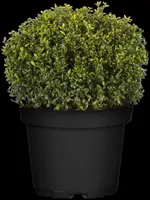 Ilex crenata 'Jenny' (Japanse hulst) 50cm - afbeelding 9