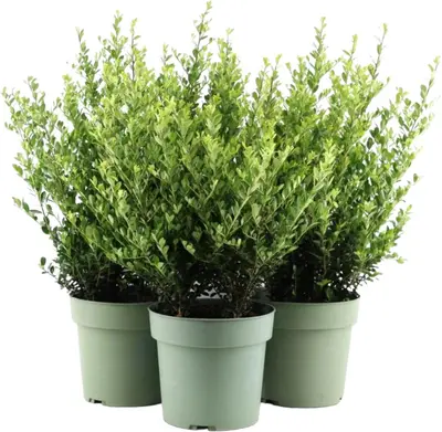 Ilex crenata 'Jenny' (Japanse hulst) 50cm - afbeelding 1