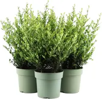 Ilex crenata 'Jenny' (Japanse hulst) 50cm - afbeelding 1